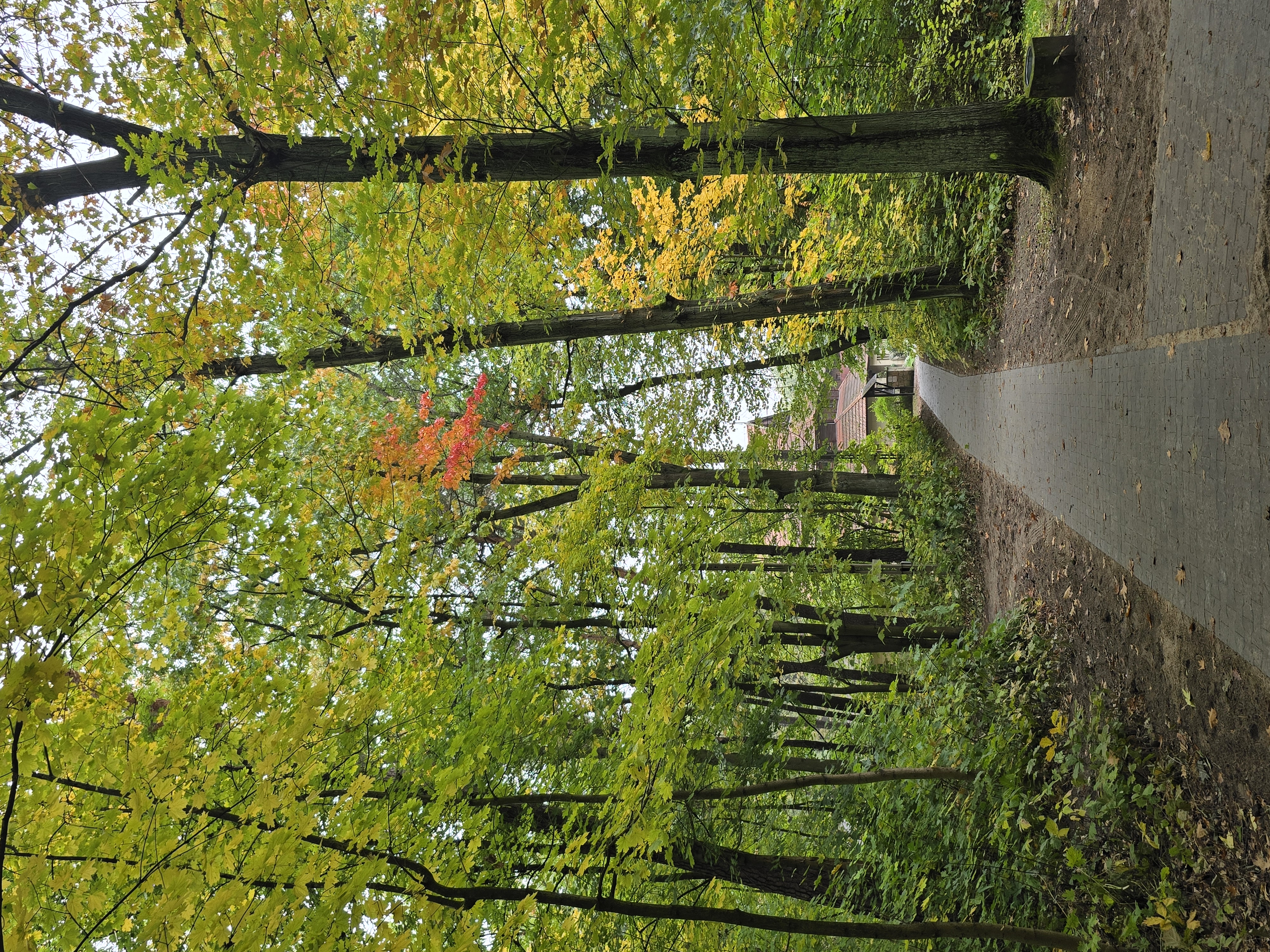 Ścieżka w okolicy Domu Dolańskiego otoczona żywymi zielonymi kolorami okolicznych drzew